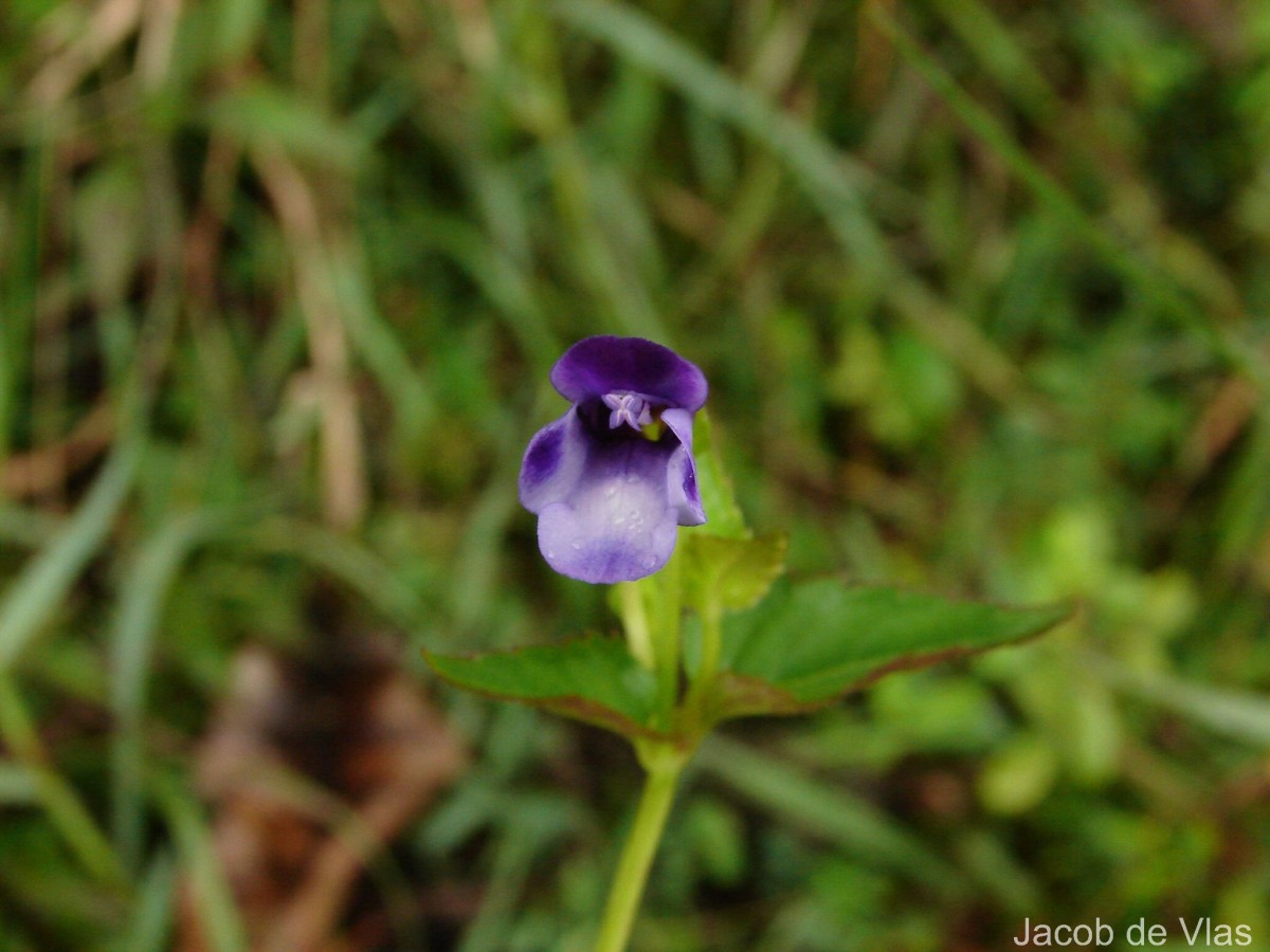 Torenia cyanea Alston